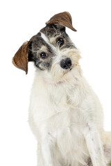 Shaggy Mixed Terrier Breed Dog Tilting Head
