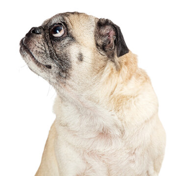 Closeup Profile of a Pug Dog Looking Up Guilty Expression