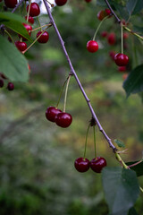 Red cherries in the garden on a green bacground in summer time daylight.