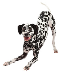 Playful Dalmatian Dog Bowing - Extracted