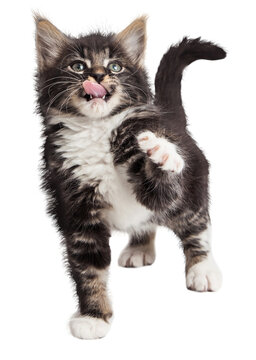 Playful hungry cute kitty with tongue sticking out - Extracted