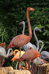flamingo in zoo