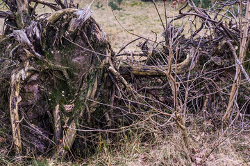 Network of old gnarled tree roots, importance of deadwood in providing habitats for various species, promoting biodiversity and maintaining ecological balance, valuable resources for industries