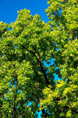 A tree with green leaves is in the foreground of a blue sky. The tree is tall and has a lot of leaves