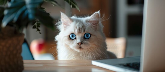 A delightful white cat with mesmerizing blue eyes gazes from a wooden table in a warm home office, with a laptop and apple visible in the background.
