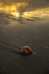 Jellyfish on the Beach