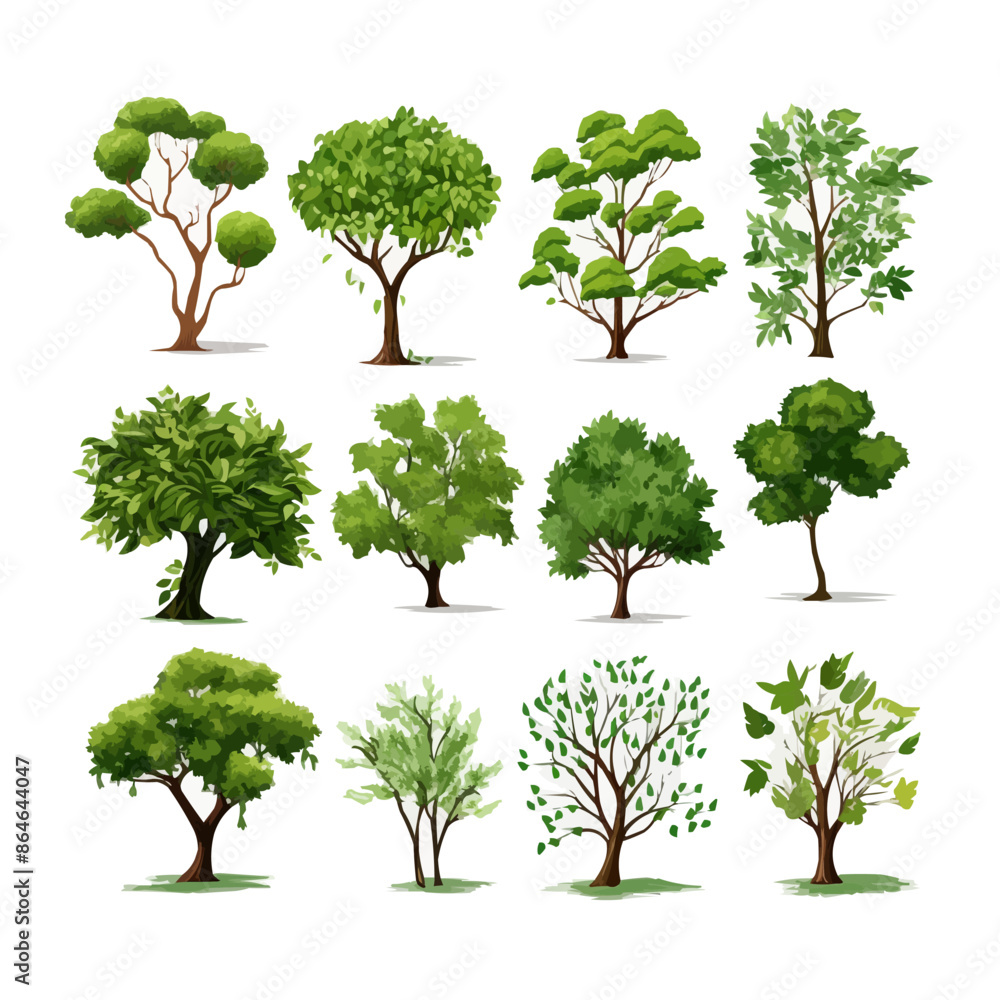 Poster a set of 12 different trees, including a pine tree, are shown in various sizes. vector icon