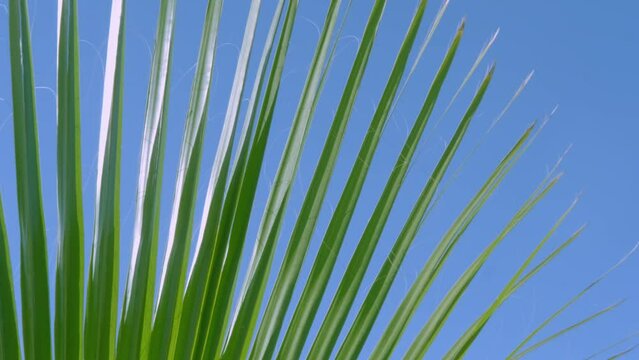 tropical leaf African Sabal fan palm gracefully sways in wind close-up, natural beauty tropics, tropical atmosphere in advertising travel agencies, hotels, airlines, food and beverages, surf season