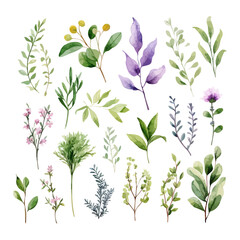 A collection of watercolor flowers and leaves. Vector icon