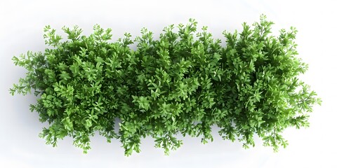 Obraz premium 3D Trees Seen from Above on White Background