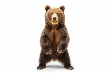 Fototapeta premium Bear standing on hind legs against white background