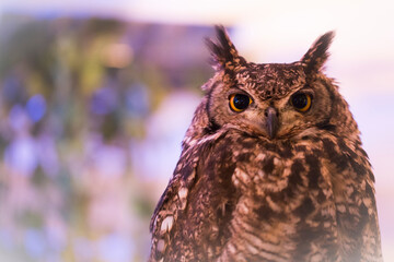 フクロウ 3
owl 3