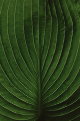 closeup of Hosta leaf with intricate vein texture, dark moody green, artistic nature photography