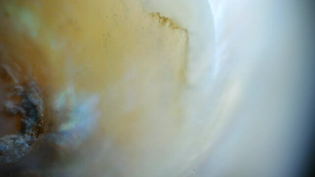 Natural Pearls (CaCO3) under the microscope. 10x magnification, extracted from the shells of some marine and river mollusks. Pearlescent shine