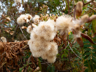 Blooming Shrub Native Knows as Mule Fat, Seepwillow or Water-Wally (Baccharis salicifolia) in a Countryside in Cusco, Peru.