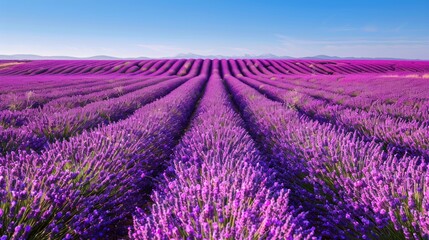 a field of blooming lavender under a clear blue sky, the purple flowers stretching as far as the eye can see, creating a stunning and fragrant background, with plenty of copy space for text