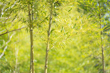 竹林に生える竹