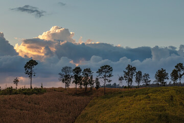 Fototapeta premium silhouette tree on top mountain with sunset sky.Tree silhouetted against a setting sun.Dark tree on open field dramatic sunrise.