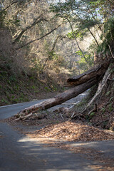 道を塞いでいる倒木