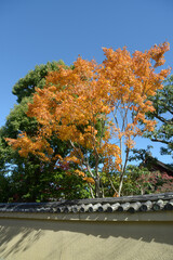 Obraz premium 秋の大徳寺 大仙院境内の紅葉 京都市北区紫野