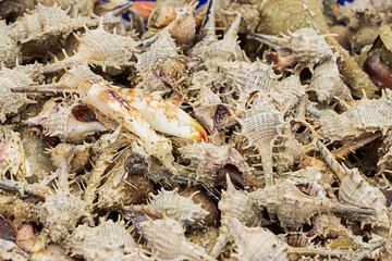 long shells beige counter of fresh seafood delicacies asia market