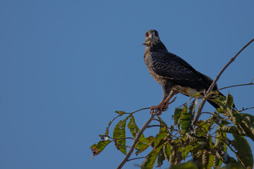 Snail kite (Rostrhamus sociabilis). Juvenile bird against blue sky.