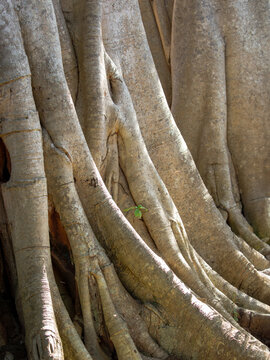 External roots of Ficus pertusa tree.
Nature texture.