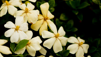 white frangipani flowers