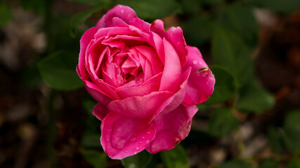 rose with water droplets