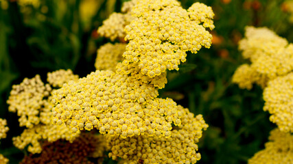 close up of yellow flowers