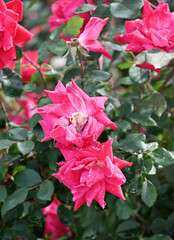 Pink Rose Bush