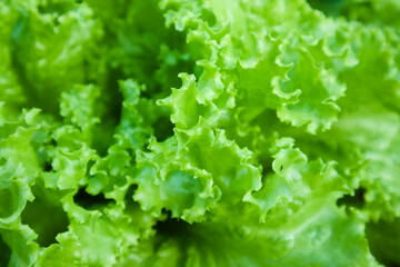 the frame with a bunch of green lettuce. The lettuce is fresh and crisp, with tightly curled leaves. The leaves have different shades of green, with some lighter green towards the center. 