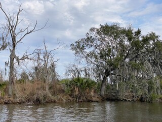 Obraz premium Photo of bayou, wetlands hardwood forest, swamp, and marsh habitats in Barataria Preserve within Jean Lafitte National Historical Park and Preserve, Jefferson Parish, Louisiana USA.