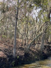 Photo of old man's beard, beard lichen, or beard moss in the bayou or wetlands of Barataria Preserve within Jean Lafitte National Historical Park and Preserve, Jefferson Parish, Louisiana USA..