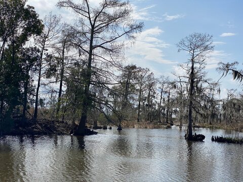 Photo of bayou, wetlands hardwood forest, swamp, and marsh habitats in Barataria Preserve within Jean Lafitte National Historical Park and Preserve, Jefferson Parish, Louisiana USA.