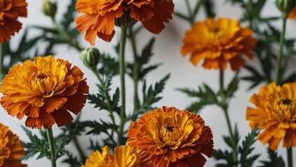marigold white background,marigold  flower