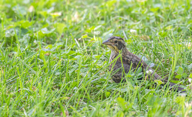 Closeup of a female red-winged blackbird.