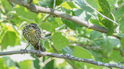 Closeup of a female red-winged blackbird.
