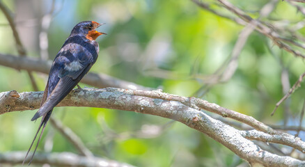 Barn swallow perched in a tree.