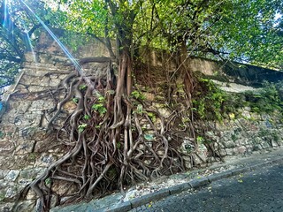 Fototapeta premium Tree roots on ancient stone wall. Roots growing in the cracks of an ancient stone wall