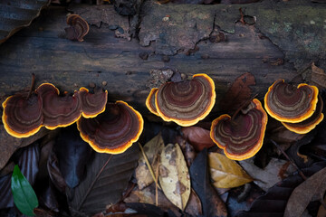 Top View.Many brown Mushrooms (Stereum ostrea) are blooming on dry piece of wood in rainy season.