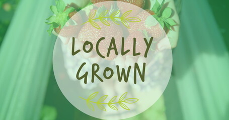 Image of locally grown text over hands holding strawberries