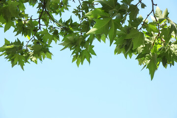 Obraz premium Beautiful tree branches with green leaves under blue sky, low angle view. Space for text