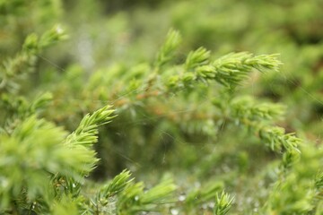 Cobweb on green juniper shrub outdoors, closeup