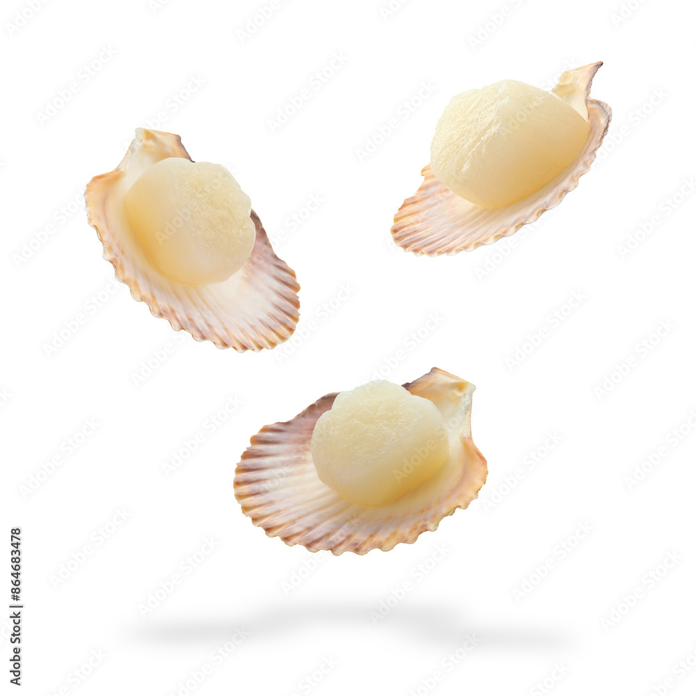 Wall mural Scallops with shells falling on white background