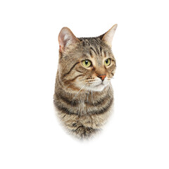 Adorable cat on white background. Pet portrait