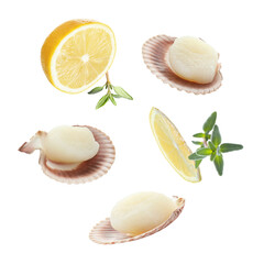 Scallops with shells, thyme and lemon falling on white background