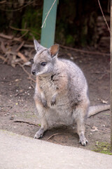 the tammar wallaby  has dark greyish upperparts with a paler underside and rufous-coloured sides and limbs. The tammar wallaby has white stripes on its face.