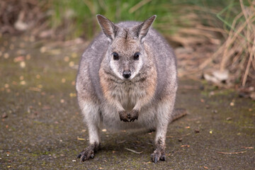 the tammar wallaby  has dark greyish upperparts with a paler underside and rufous-coloured sides and limbs. The tammar wallaby has white stripes on its face.