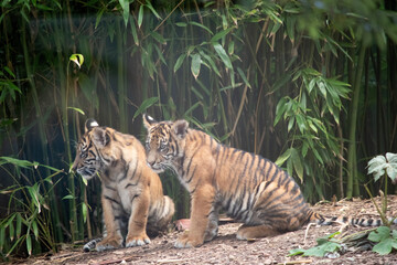 Tiger cubs are born small, blind, and weak. They're born with all their stripes and drink their mother's milk until they are six months old and then only eat meat.